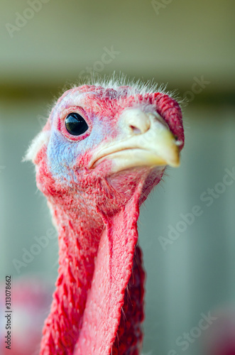 Close-up portrait of a turkey on a chicken farm