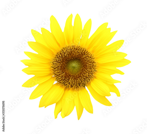 Fototapeta Naklejka Na Ścianę i Meble -  Blooming yellow sunflower isolated on white background