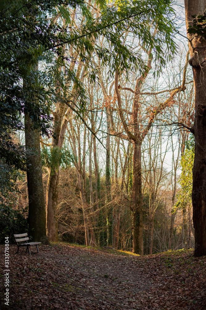 Quiet forest scene with trees Quiet forest scene with trees