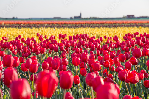 A field of red and yellow tulips in the Dutch bulb fields.