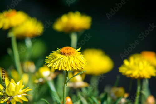 dandelion in grass © Bradley