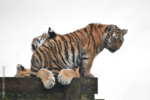 Beautiful Amur tiger and cubs at the zoo