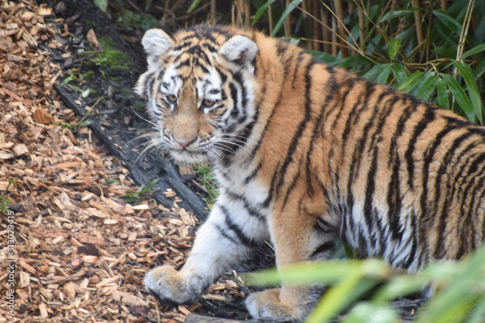 Beautiful Amur tiger and cubs at the zoo