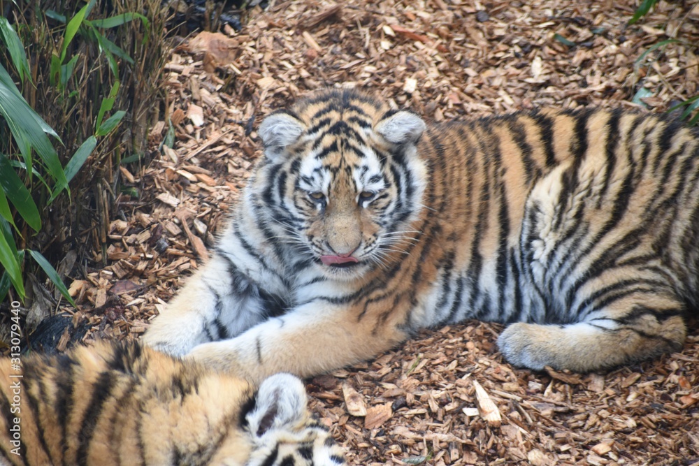 Obraz premium Beautiful Amur tiger and cubs at the zoo