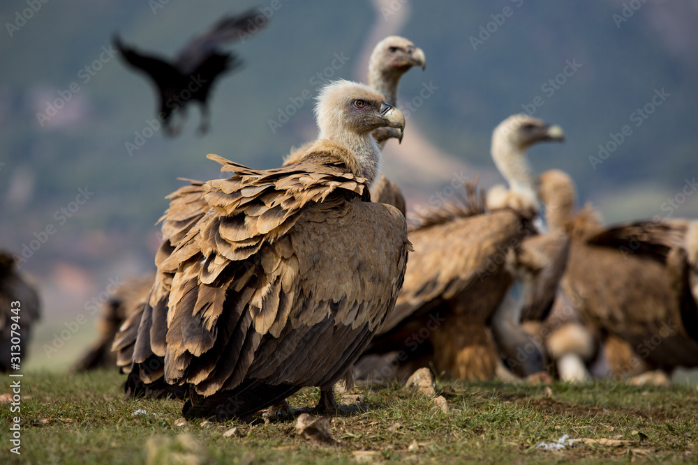 Griffon Vulture (Gyps fulvus) in the Cantabrian Mountains. Leon, Spain Griffon Vulture (Gyps fulvus) in the Cantabrian Mountains. Leon, Spain