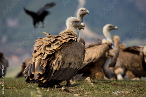 Griffon Vulture  Gyps fulvus  in the Cantabrian Mountains. Leon  Spain