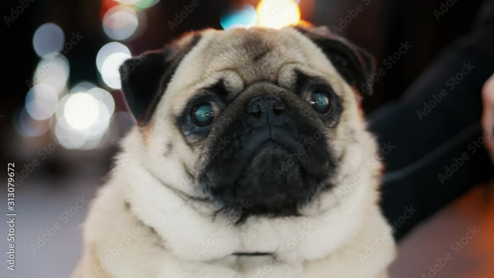 Portrait of funny pug dog on new year party on city christmas tree, bokeh from garlands in the background