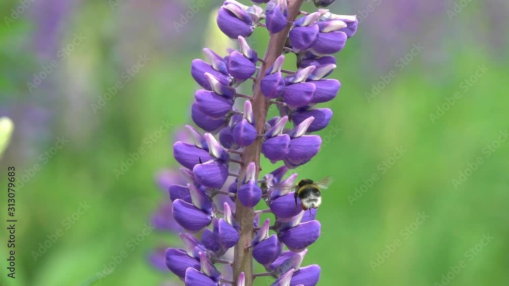 Slow Motion: Bumblebee gathers nectar on a purple lupine flower. Slow down 8 times Slow Motion: Bumblebee gathers nectar on a purple lupine flower. Slow down 8 times