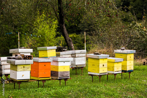 Small apiary with colorful hives in Serbian Orthodox monastery (cloister) Moracha farm in mountains of Montenegro