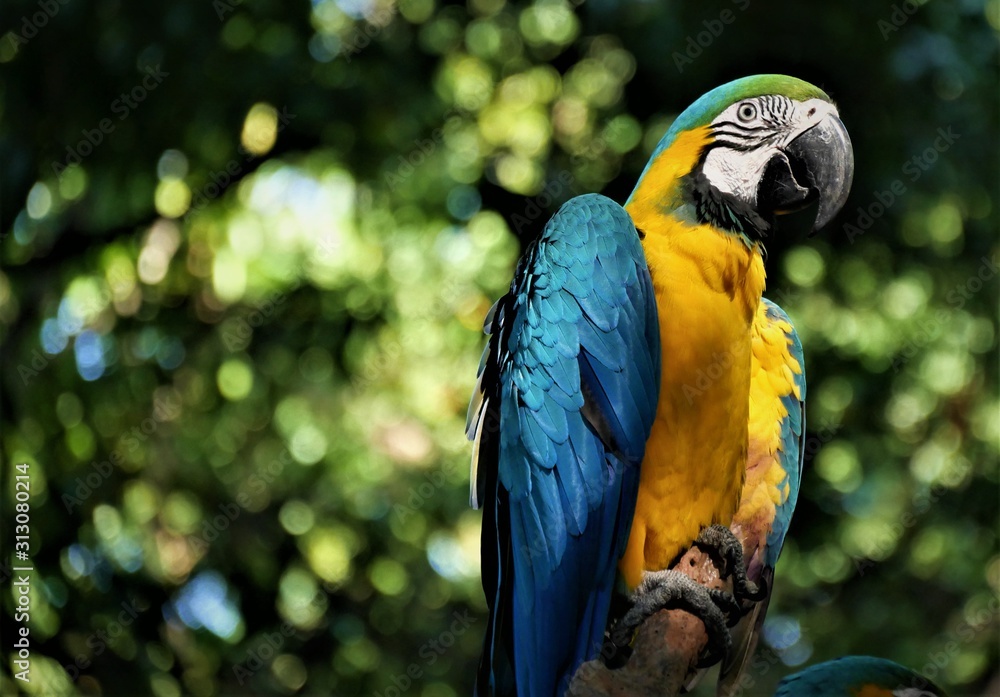 Obraz premium Papagei