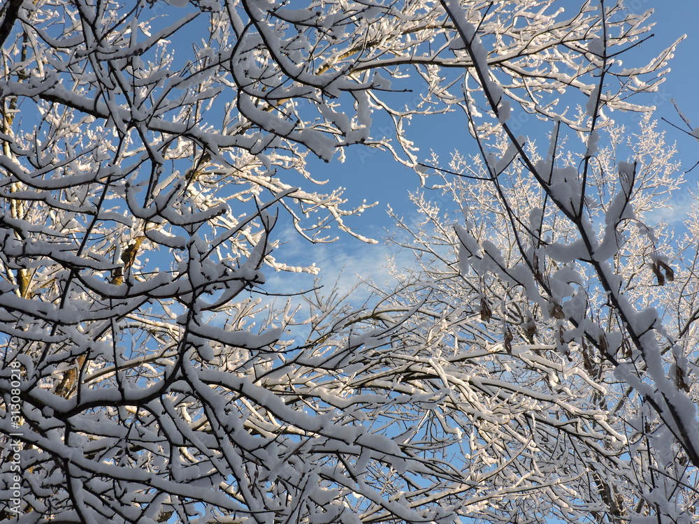 Obraz premium Snowy tree and blue sky