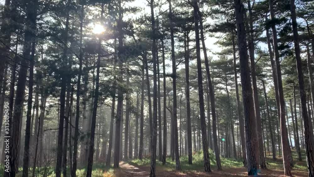 Beautiful pine forest in the mountains of Ai-Petri. Crowns of trees. Snow is falling beautifully. Beautiful pine forest in the mountains of Ai-Petri. Crowns of trees. Snow is falling beautifully.