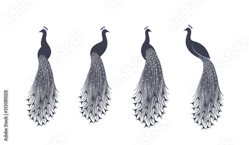 Peacock logo. Isolated peacock on white background