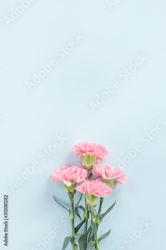 Beautiful, elegant pink carnation flower over bright light blue table background, concept of Mother's Day flower gift, top view, flat lay, overhead © RomixImage