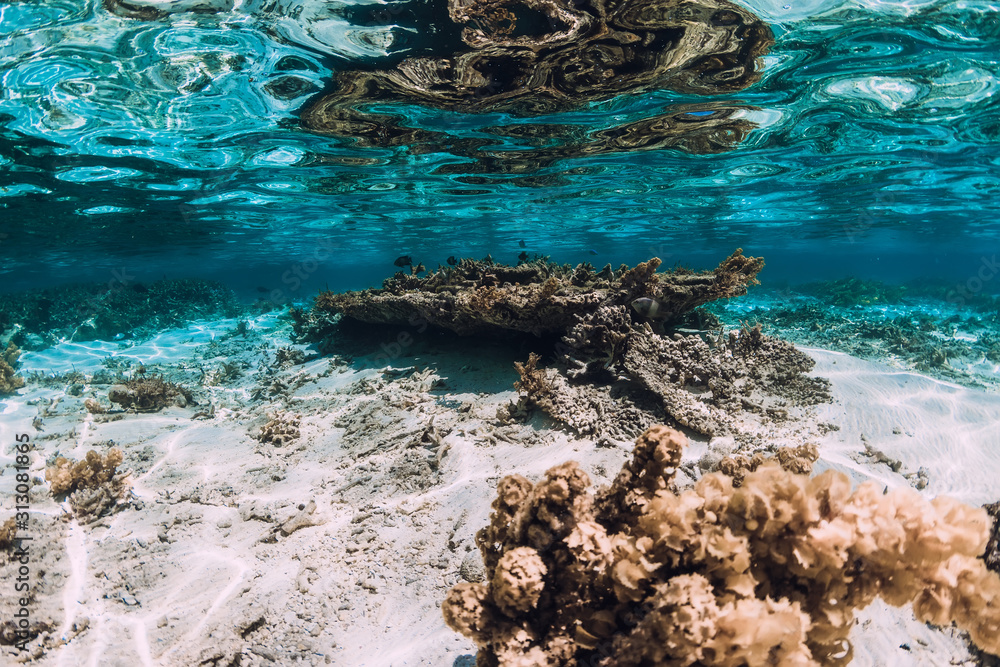 Underwater scene with corals and fish in tropical sea