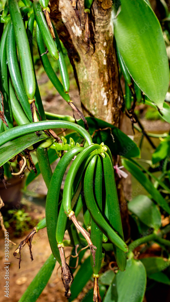 Obraz premium Raw green vanilla bean 