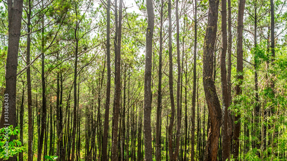 The beauty of pine forest The beauty of pine forest