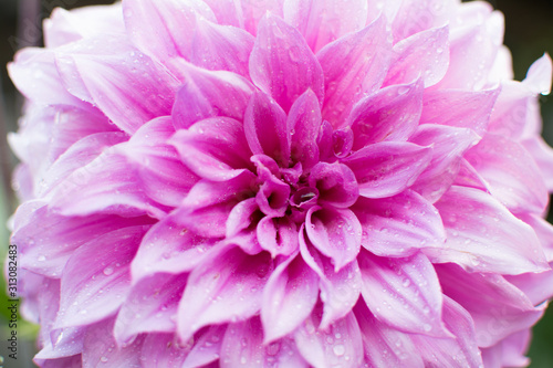 Fototapeta Naklejka Na Ścianę i Meble -  pink chrysanthemum flower
