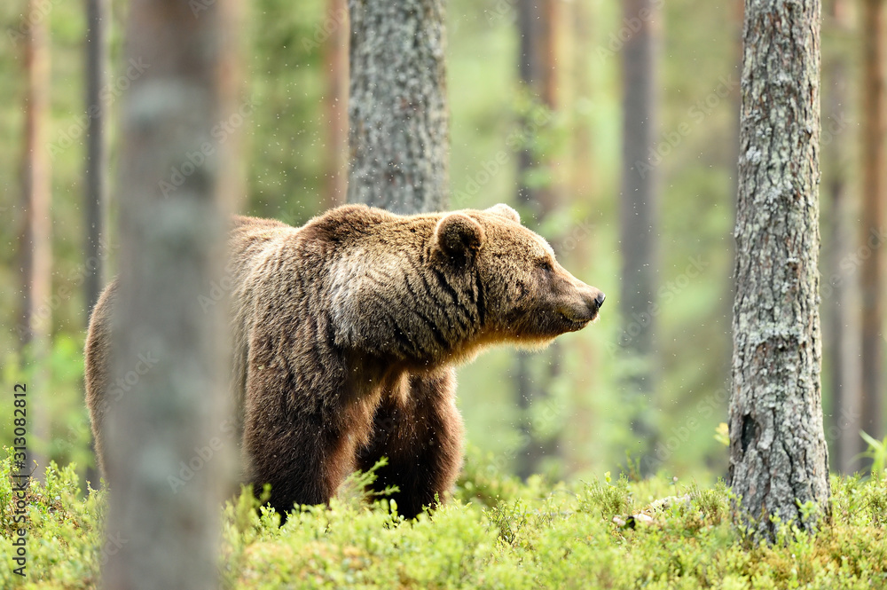 brown bear in forest at summer