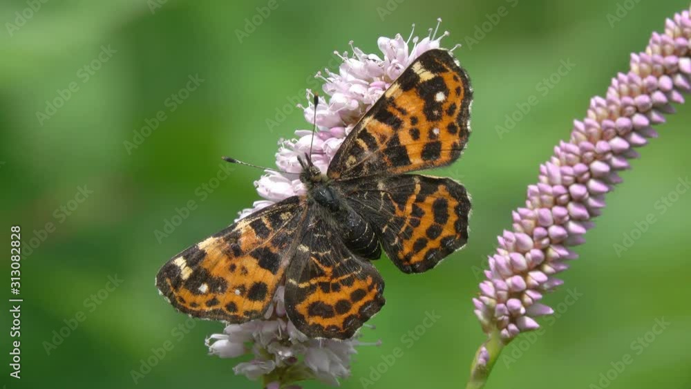 European Map Butterfly (Araschnia levana) is on the European bistort (Bistorta officinalis) flower European Map Butterfly (Araschnia levana) is on the European bistort (Bistorta officinalis) flower