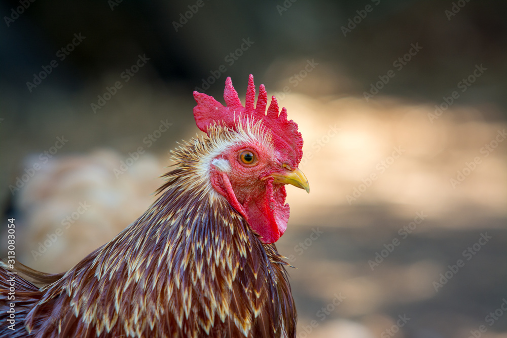chicken portrait 