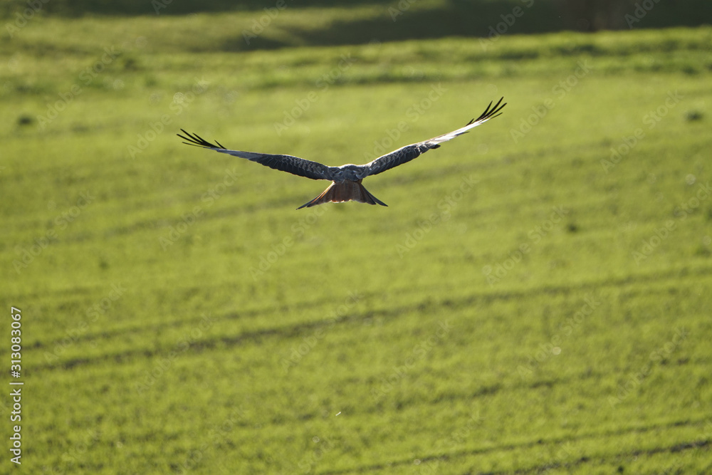 Red Kite (Milvus milvus) flying on field Red Kite (Milvus milvus) flying on field