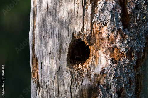 Hole in tree from woodpecker