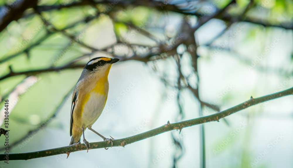 Naklejka premium white and yellow finch on branch