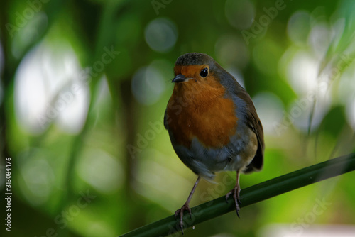 European robin (Erithacus rubecula), known simply as the robin or robin redbreast.