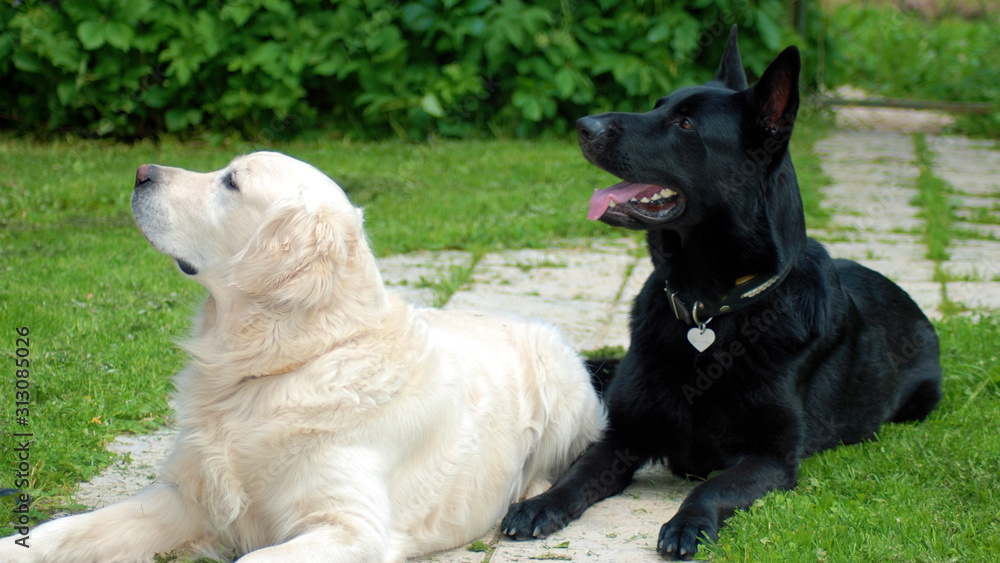 Black Golden Retriever atelieryuwa.ciao.jp