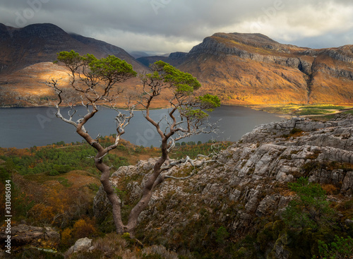 Beautiful lonely pine tree overlooking Loch Maree in Torridon area,  Scotland photo