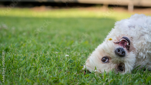 Canvas Print dog in grass