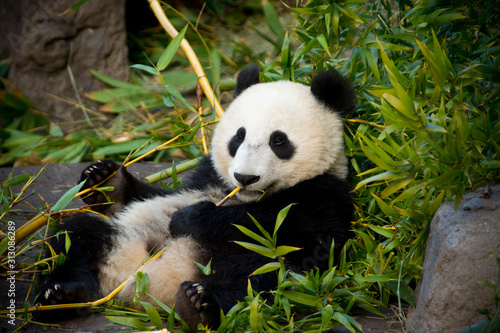 Fototapeta Naklejka Na Ścianę i Meble -  panda eating bamboo