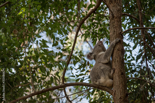 koala © Justolas