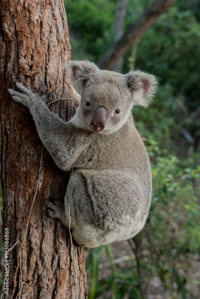Fototapeta premium koala