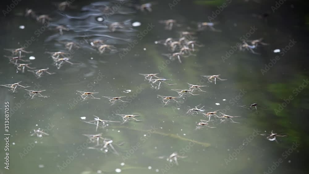 Water striders walking on a water surface Water striders walking on a water surface