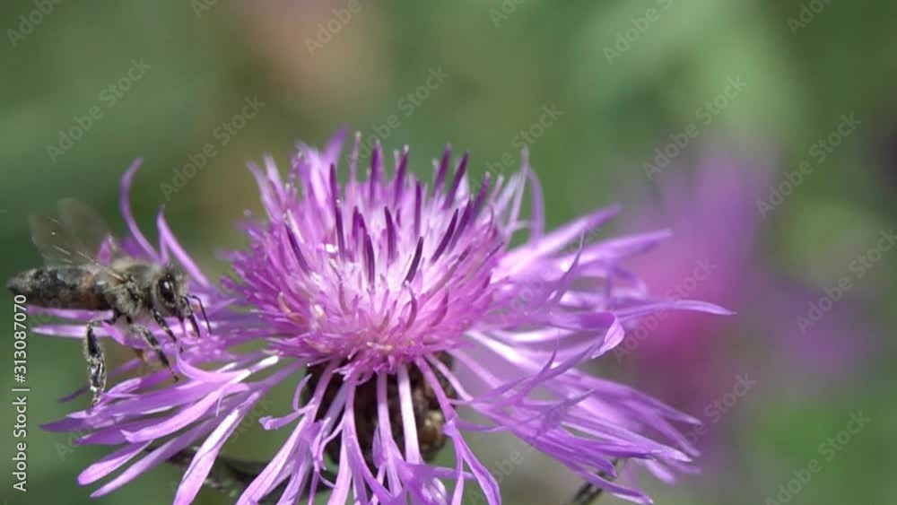 Slow Motion Video: Bee is on a brown knapweed flower. Slowed down 16 times Slow Motion Video: Bee is on a brown knapweed flower. Slowed down 16 times