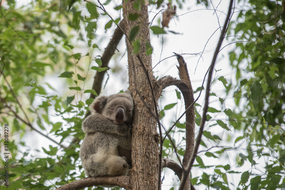 Fototapeta premium koala