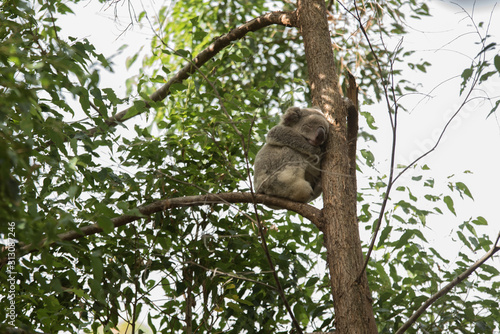 Photography koala