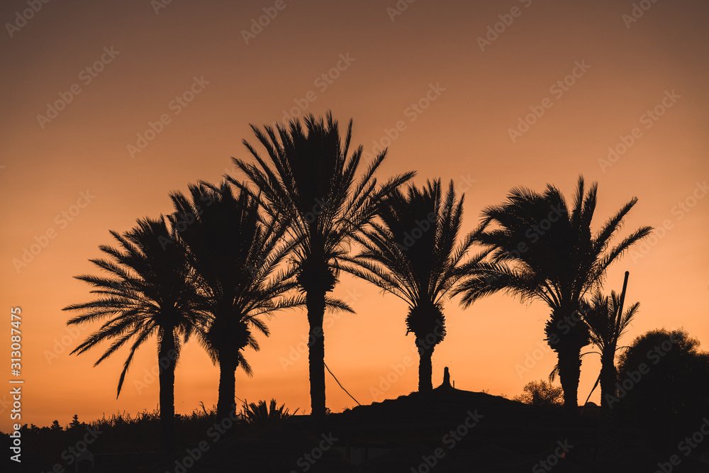 Palmier de Tunis