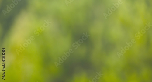 background bokeh green trees blurred out of focus Board bottom