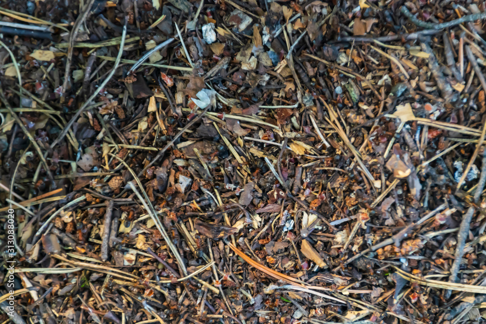 anthill texture, top view. in the forest anthill texture, top view. in the forest