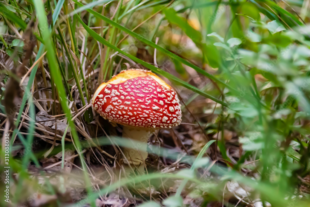 red poisonous mushroom fly agaric closeup red poisonous mushroom fly agaric closeup