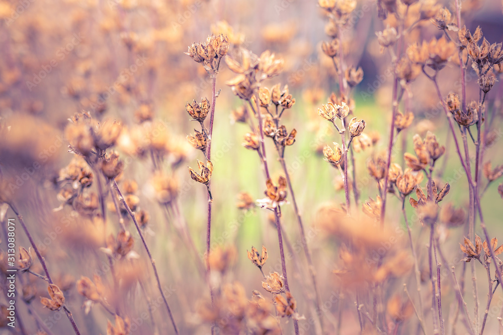 Fototapeta Suche nasiona wiosennych kwiatów na łące.