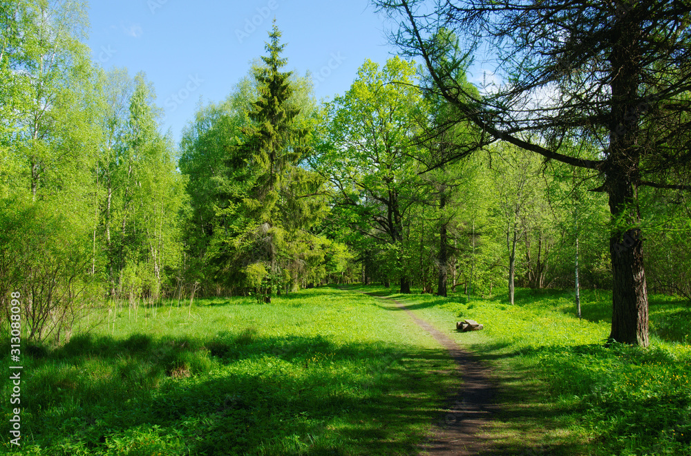 Obraz premium Beautiful forest landscape.