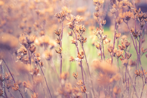Dry seed of spring summer flowers in autumn winter weather, warm tones colors