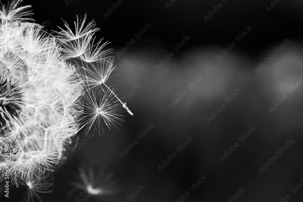 Dandelion flower artistic and delicate structure of seeds with dark background, black and white close-up photo., abstract and dramatic process