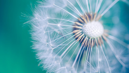 Closeup of dandelion on natural background, artistic nature closeup. Spring summer background