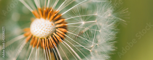 Closeup of dandelion with blurred background, artistic nature closeup. Spring summer meadow field banner background