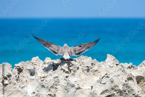 Young Kelp Gull (Larus dominicanus) just landing on a rock with view over the blue sea, South Africa